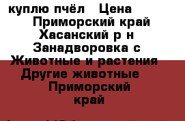 куплю пчёл › Цена ­ 2 000 - Приморский край, Хасанский р-н, Занадворовка с. Животные и растения » Другие животные   . Приморский край